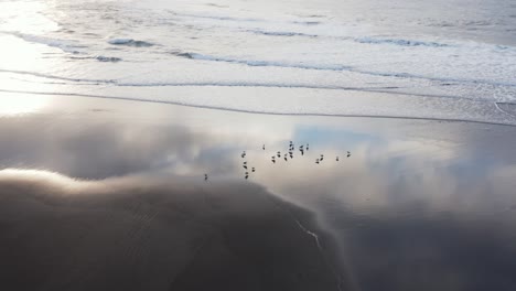 Seagulls-standing-in-reflecting-wet-sand-on-black-volcanic-beach,-aerial