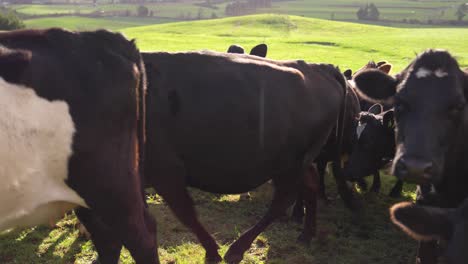 Herd-of-cows-walking-by-in-slow-motion-on-green-sunny-hill-in-New-Zealand