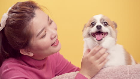 Asian-woman-playing-with-chihuahua-mix-pomeranian-dogs-for-relaxation-on-bright-yellow-background