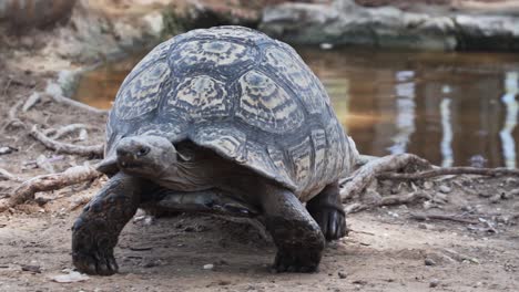 Tortoise-Walking-Out-Of-The-Pond-Water-In-The-Zoo