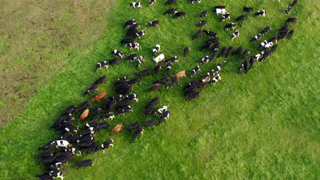 Large-herd-of-domestic-cows-walking-on-green-grass-field,-cattle-farm