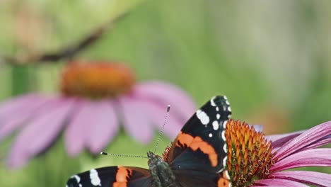 Butterflies-Feeding-Nectar-On-Purple-Coneflower---selective-focus