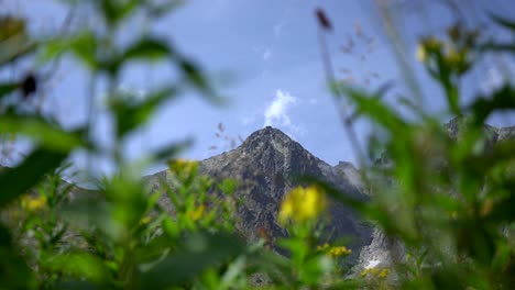 Summer-flowers-blooming-along-the-slopes-of-Lomnica-Peak,-High-Tatras,-Slovakia,-Blurred-foreground