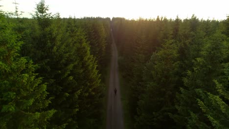 Man-walking-alone-on-path-in-coniferous-forest-at-sunrise,-romantic-landscape-with-straight-path-from-drone