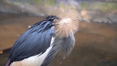 Graceful-grey-crowned-crane,-balearica-regulorum,-preening-and-grooming-its-beautiful-plumage,-fluff-up-its-feathers-by-the-riverside,-relaxing-in-the-afternoon,-wildlife-close-up-details-shot