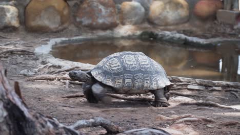Tortoise-Walking-In-The-Ground-Near-The-Pond-In-The-Zoo