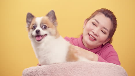 Asian-gorgeous-young-woman-playing-with-chihuahua-mix-pomeranian-dogs-for-relaxation-on-bright-yellow-background-1