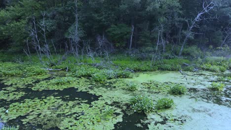 Low-height-pan-over-swampy-lagoon