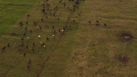 Livestock-cattle-cows-running-on-grass-field-during-sundown,-aerial