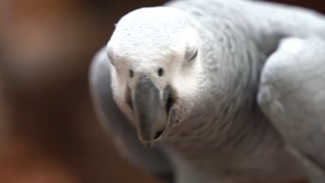 Extreme-close-up-shot-capturing-the-details-of-congo-African-grey-parrot,-psittacus-erithacus,-perching-still,-clicking-its-beak,-feeding-on-seeds
