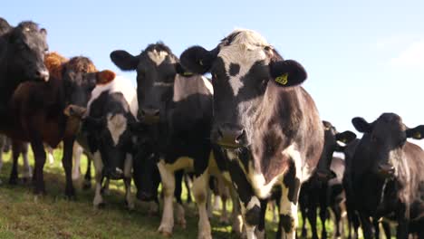 Süße-Neugierige-Schwarze-Und-Weiße-Holsteinkühe,-Die-In-Die-Kamera-Schauen
