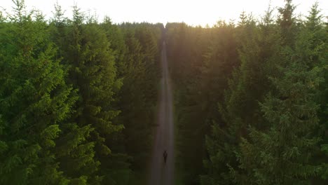 Static-view-of-straight-road-with-passing-traveler-towards-sunset-in-green-dense-forest