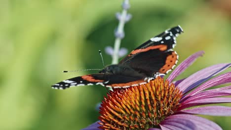 Close-Up-Of-Red-Admiral-Butterfly-Perching-And-Eating-Nectar-On-Purple-Coneflower