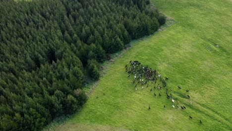 Spooked-herd-of-cows-on-grass-field-moving-together,-pine-tree-forest,-aerial