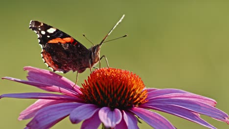 Schmetterling-Des-Roten-Admirals-Auf-Purpurrotem-Sonnenhut,-Der-Nektar-Saugt---Makro