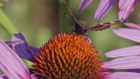 Purple-Echinacea-Flower-Head-With-Pollinating-American-Lady-Butterfly