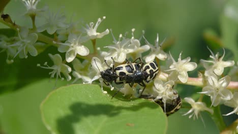 Adult-stage-of-the-Angora-beetle-
