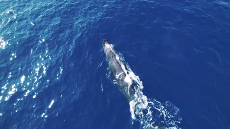 Sperm-whale-in-Pelagos-sanctuary,-mediteranean-sea-1