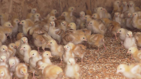 Viele-Küken-In-Ihrem-Hühnerstall-Auf-Einer-Farm-In-Nordkalifornien