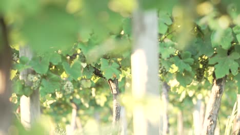 Bunches-Of-Unripe-Green-Grapes-Hanging-On-Vines-In-The-Vineyard