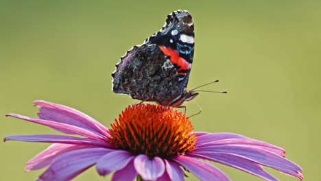 Nahaufnahme-Eines-Schmetterlings-Des-Roten-Admirals,-Der-Sich-Vom-Nektar-Des-Purpursonnenhuts-Ernährt