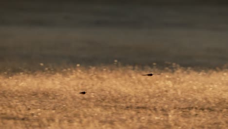 Aerodynamic-barn-swallows-in-flight-over-meadow-at-sunset,-slowmo-tracking