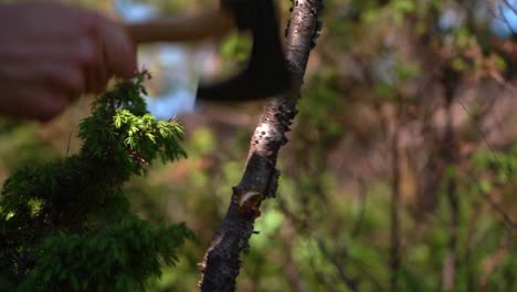 Small-tree-chopped-down-by-hand-holding-small-hiking-axe---Beautiful-closeup-from-forest-in-morning-sunlight-with-deep-green-juniper-bush-in-foreground-and-blurred-trees-in-background---Slow-motion