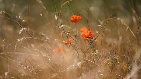 Beautiful-flowers-growing-among-grass-in-a-windy-meadow