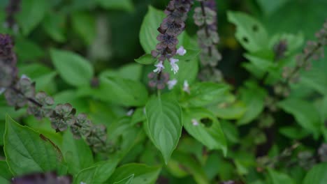 Australian-Native-Bee-Flying-Away-From-Basil-Plant-With-Flowers