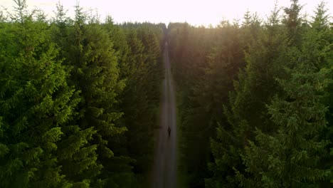 A-romantic-moment-of-a-traveler-passing-through-an-evergreen-forest-on-a-straight-path-towards-the-sunset-of-a-spring-day