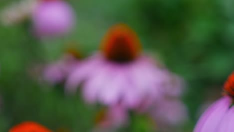 Red-Spiny-Central-Disk-With-Pink-Petals-Of-Blooming-Coneflowers-In-The-Field