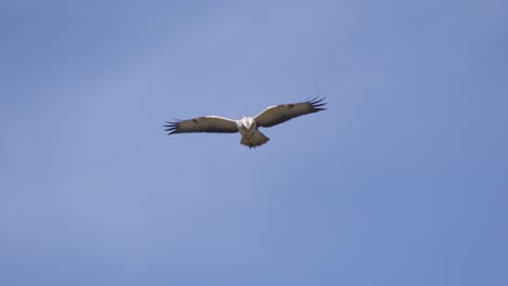 Blonde-buzzard-hovering-against-pale-blue-sky-looking-for-prey