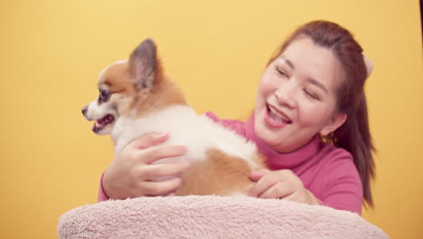 Young-woman-playing-with-chihuahua-mix-pomeranian-dogs-for-relaxation-on-bright-yellow-background-1