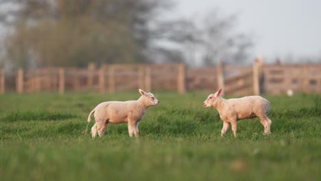 Juvenile-lambs-play-and-challenge-each-other-in-idyllic-farm-meadow