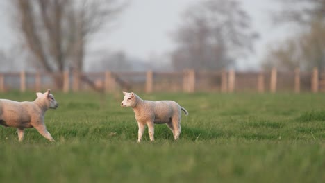 A-couple-of-cute-lambs-playing-in-a-green-meadow-in-Holland