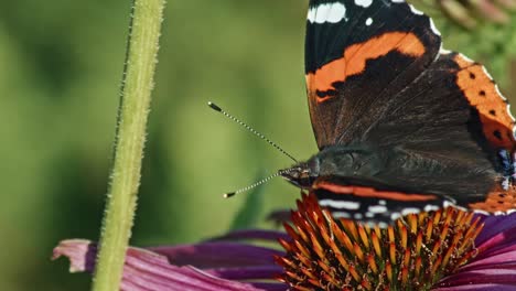 Macro-Of-Red-Admiral-Butterfly-Feeding-With-Flower-Nectar