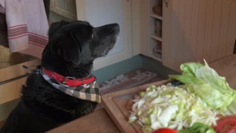 Black-dog-hungry-looking-at-delicious-veggies-on-a-table-top-4K-slow-motion