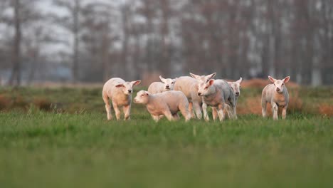 Crowd-of-happy-energetic-lambs-run-and-jump-in-idyllic-farm-meadow