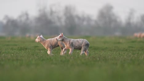 Lambs-running-around-joyfully-in-a-green-paddock-on-a-beautiful-farm