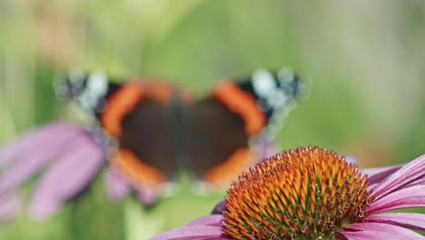 Schmetterling-Des-Roten-Admirals-Auf-Purpursonnenhut-Im-Garten---Selektiver-Fokus