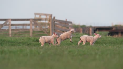 A-herd-of-adorable-lambs-wildly-running-and-playing-on-a-green-farm