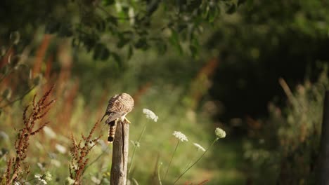 Wide-shot-of-a-common-Kestrel-cleaning-its-beak-on-a-post-while-two-magpie-birds-fly-up-and-Kestrel-looks-up-at-them,-slow-motion