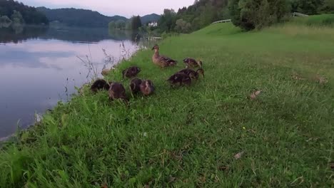 Ducklings-and-their-mother-duck-swimming-and-searching-for-food-at-fish-pond