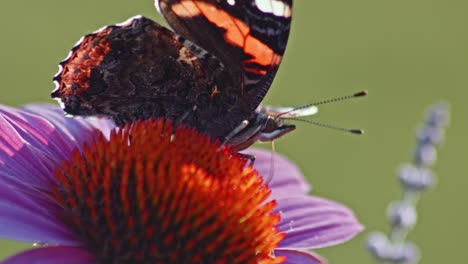 Red-Admiral-Butterfly-Perching-And-Sucking-Nectar-On-Purple-Coneflower---close-up