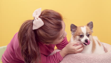 Women-show-love-and-play-with-chihuahua-mix-pomeranian-dogs-for-relaxation-on-bright-yellow-background-1