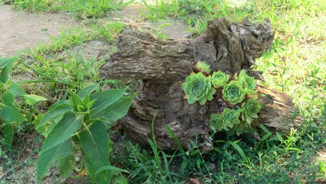 Hermosa-Planta-Houseleek-Creciendo-En-El-Tronco-Del-árbol