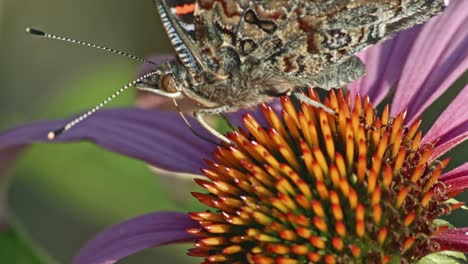 Macro-Shot-Of-Red-Admiral-Butterfly-Feeds-Nectar-On-Purple-Coneflower