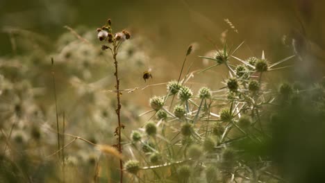 A-cluster-of-thistles-growing-in-a-field-in-Oostvoorne-on-a-breezy-day