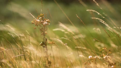 A-cluster-of-flowers-among-tall-grass-gently-swaying-in-the-wind-on-a-sunny-day