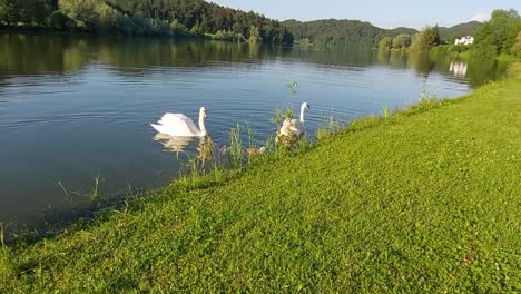 Swan-family-swimming-and-searching-for-food-at-fish-pond-beside-green-meadow